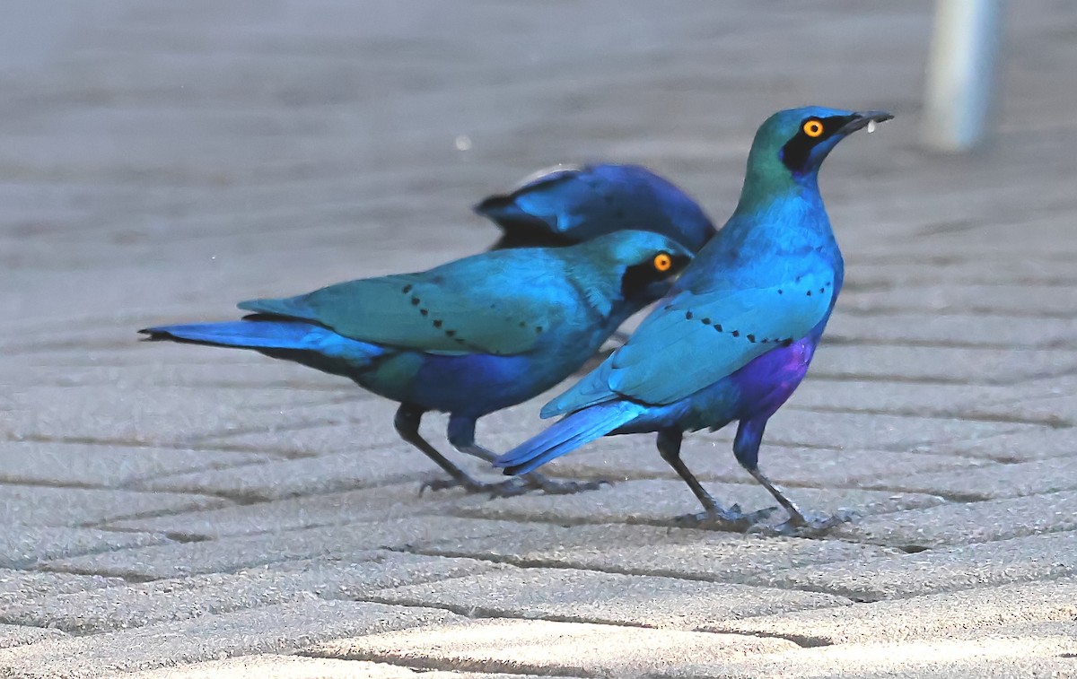 Greater Blue-eared Starling - ML620664973