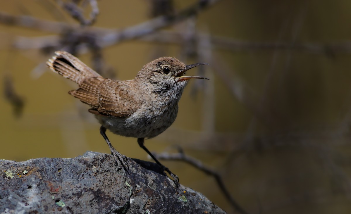 Rock Wren - ML620664979