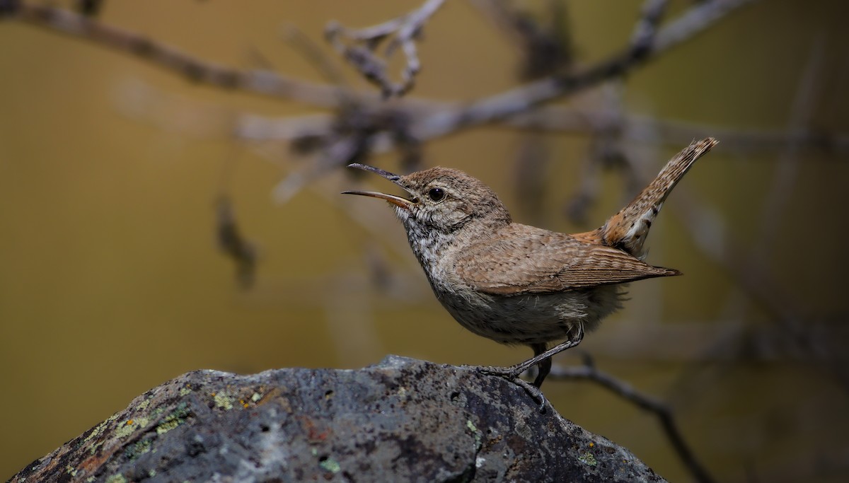 Rock Wren - ML620664980