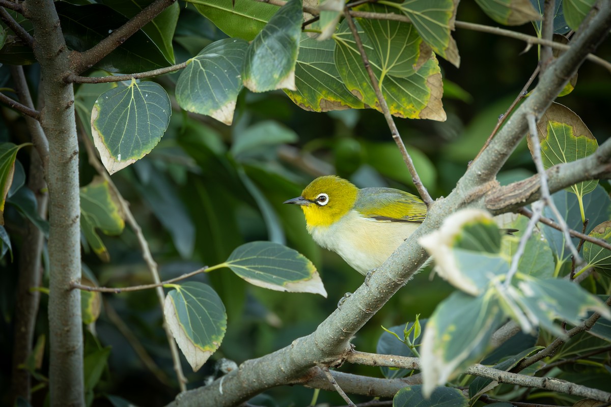 Graumantel-Brillenvogel - ML620664984