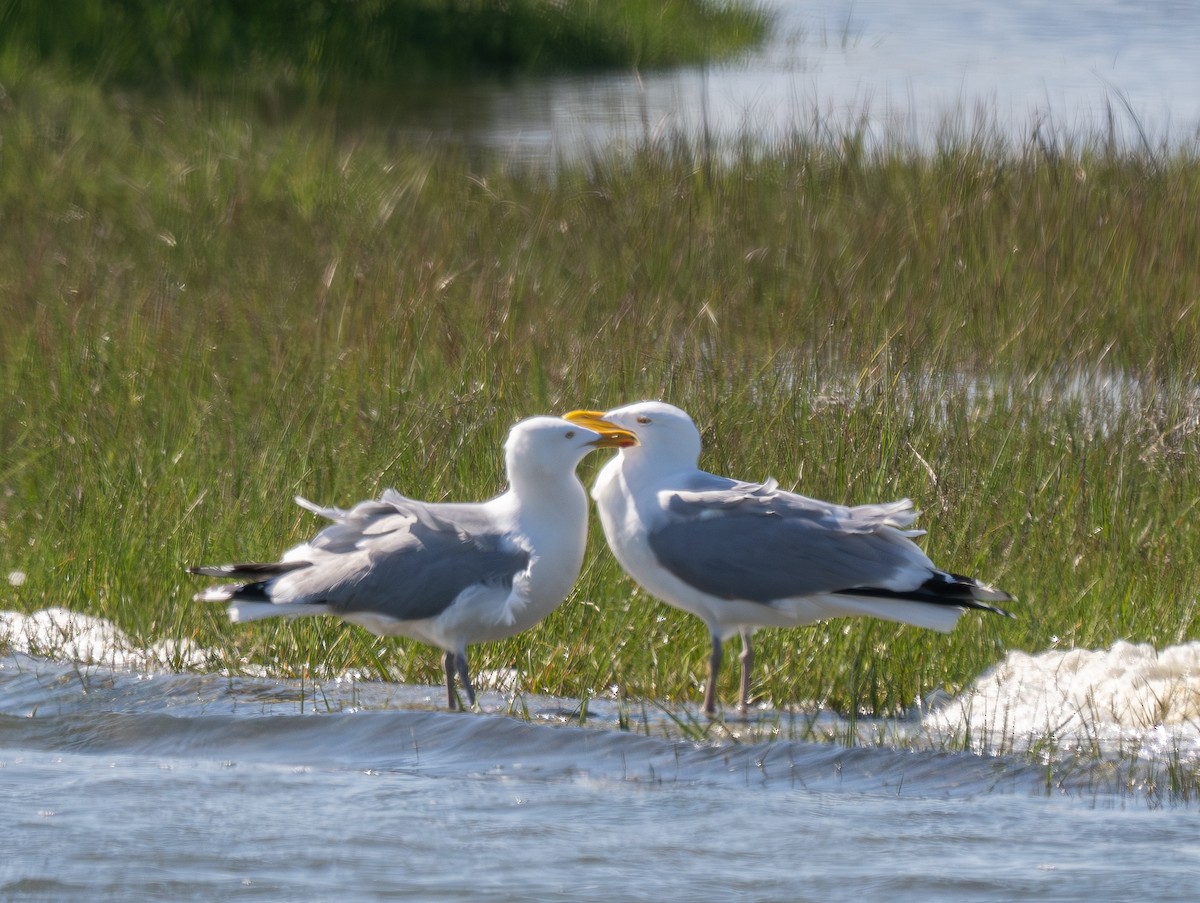 Gaviota Argéntea - ML620664991