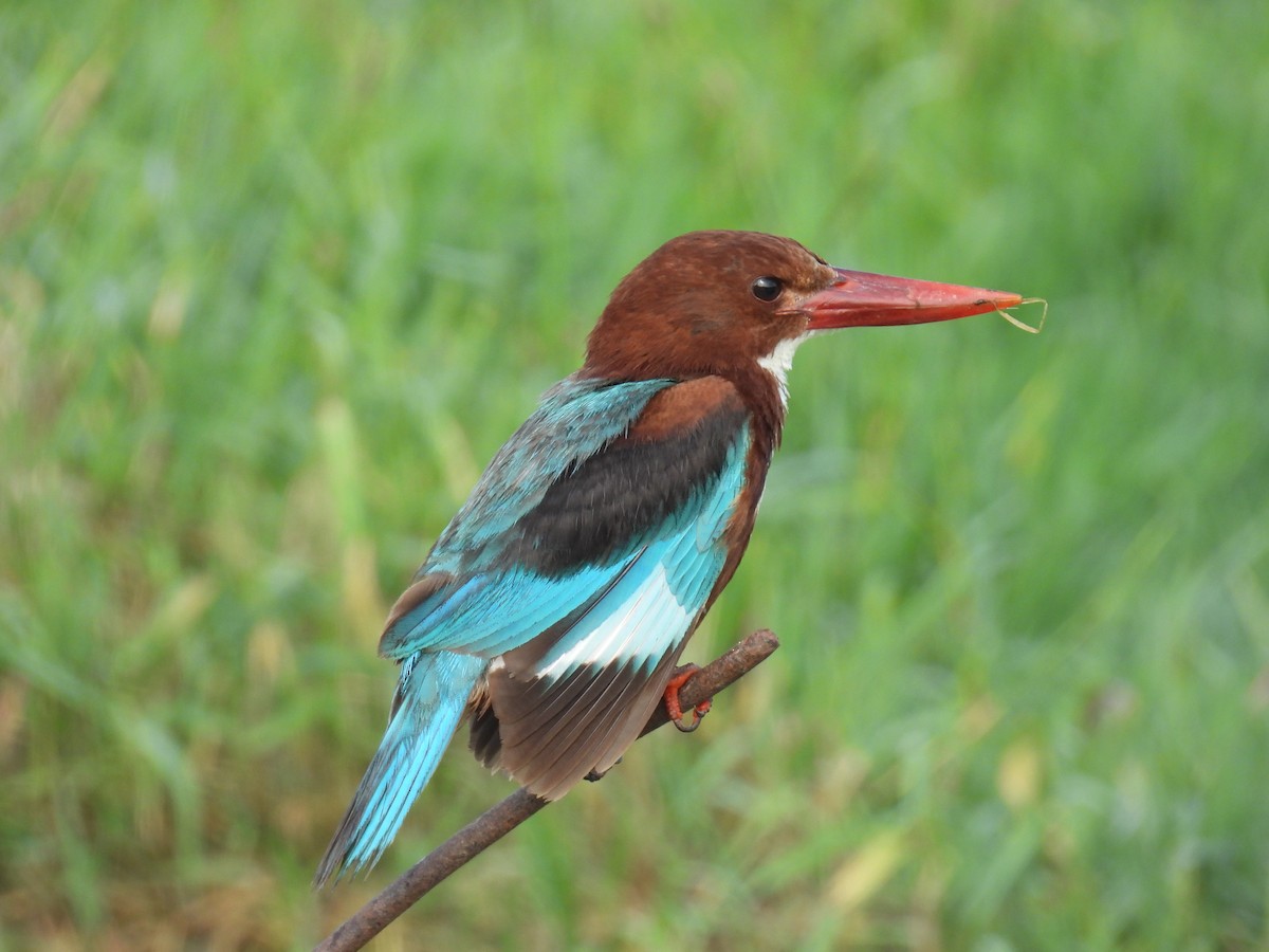 White-throated Kingfisher - ML620664992