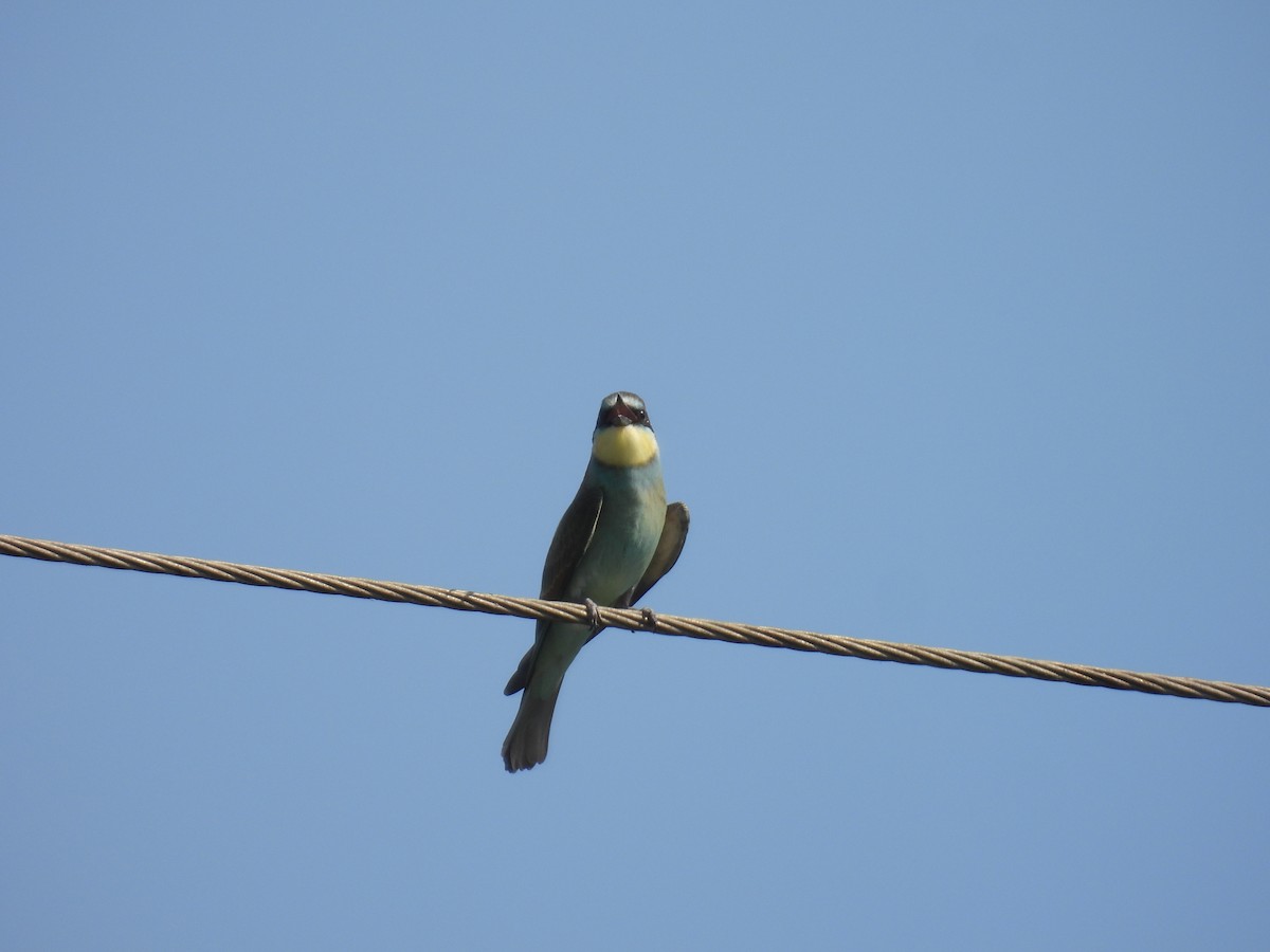 European Bee-eater - ML620664996