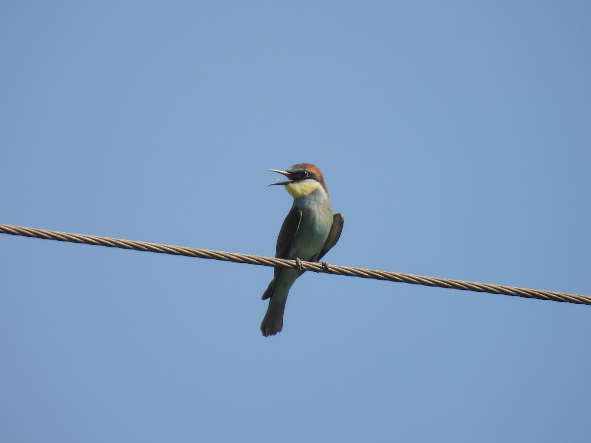 European Bee-eater - ML620664997