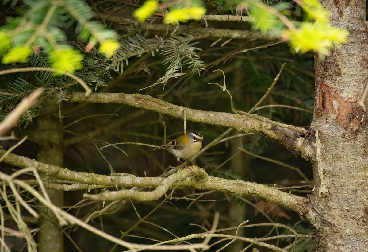 Common Firecrest - ML620665003