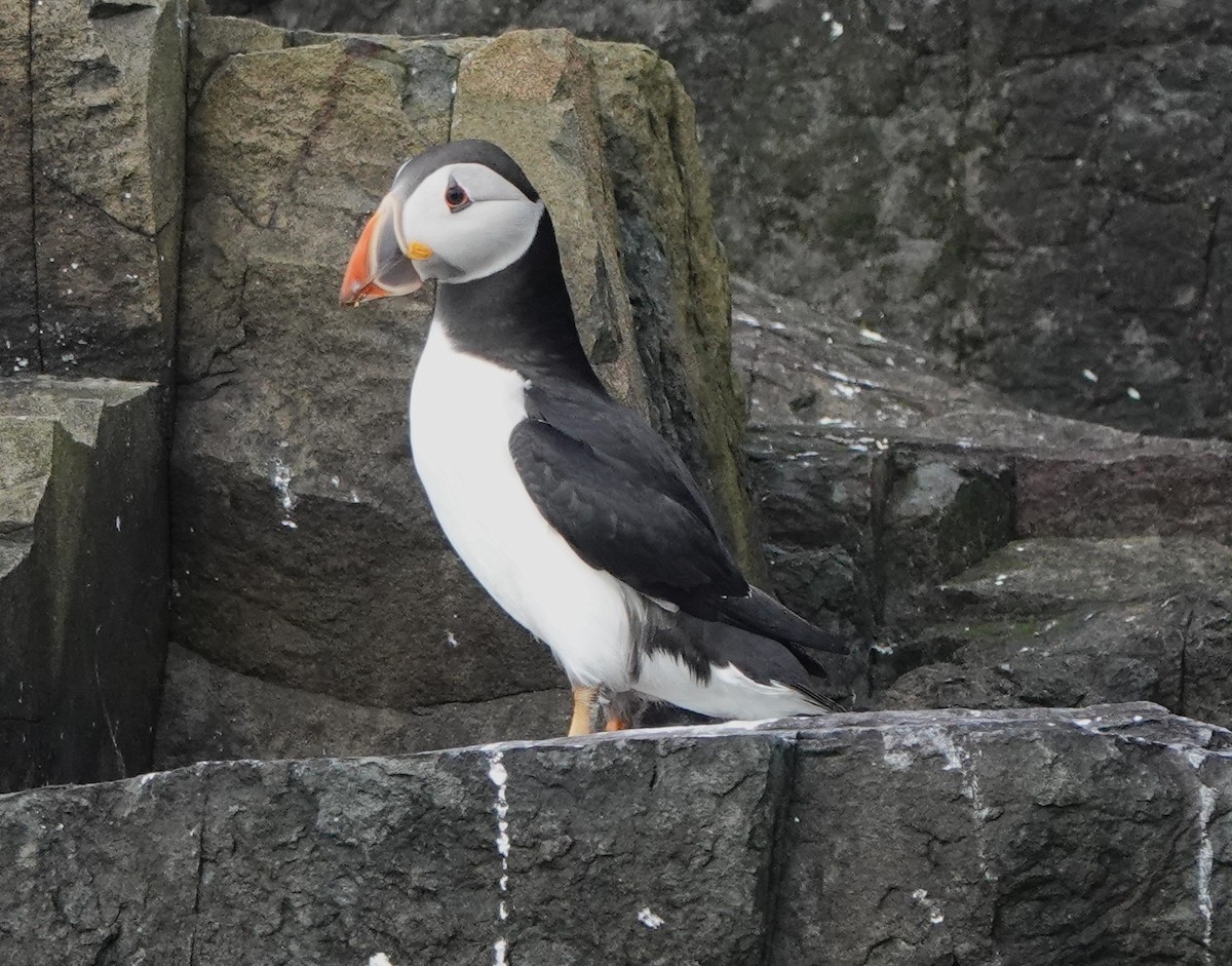 Atlantic Puffin - Martin Pitt