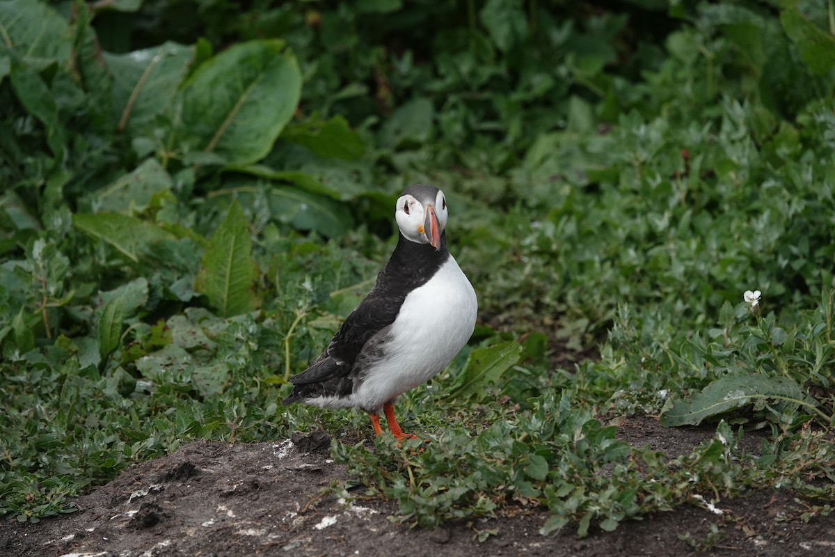 Atlantic Puffin - ML620665009