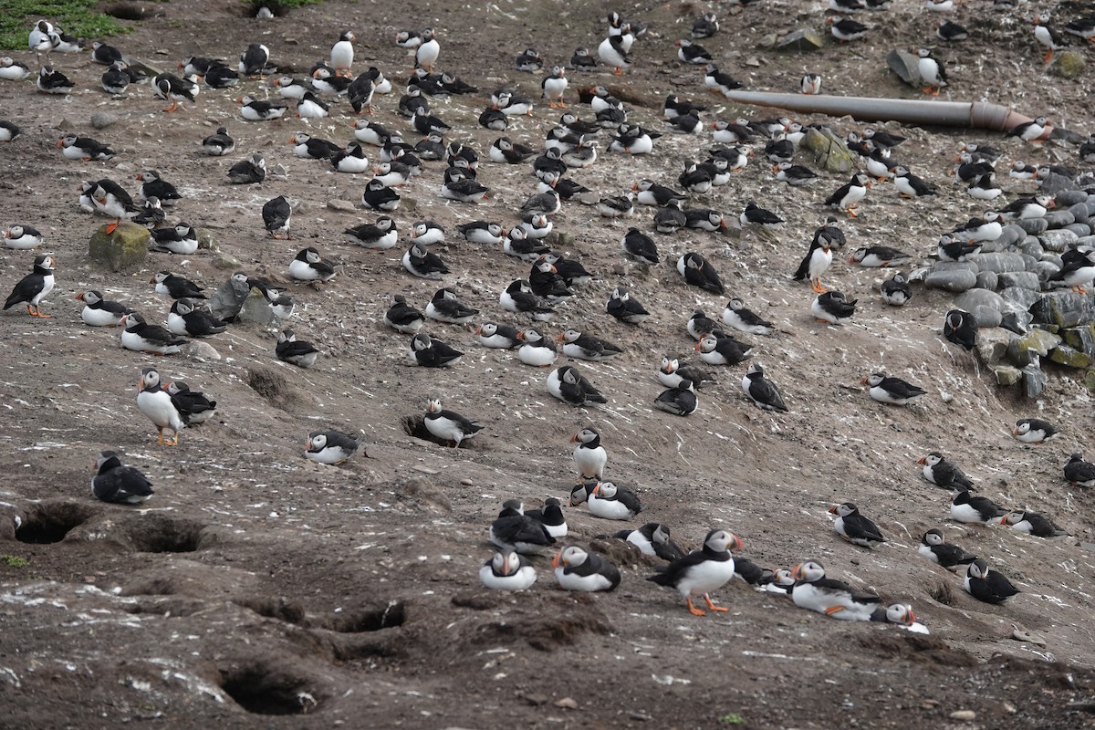 Atlantic Puffin - ML620665010