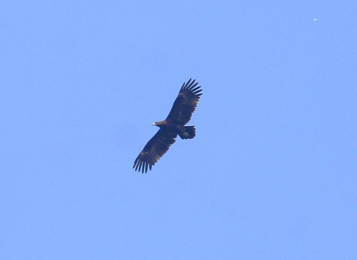 Greater Spotted Eagle - ML620665012