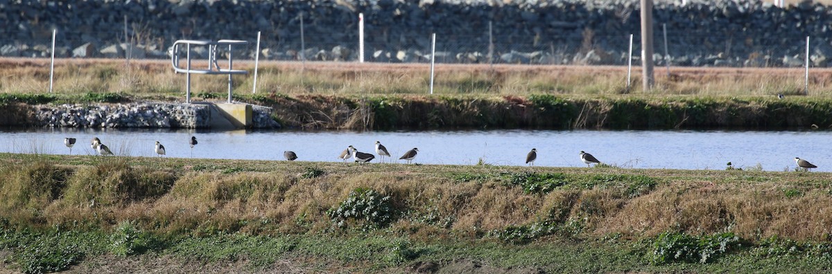 Masked Lapwing (Black-shouldered) - ML620665013