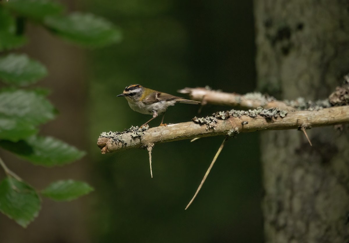 Common Firecrest - ML620665014