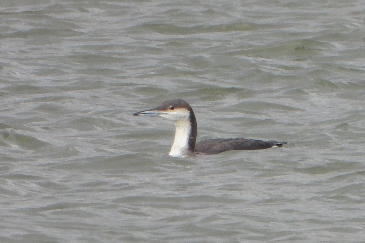 Arctic Loon - ML620665017