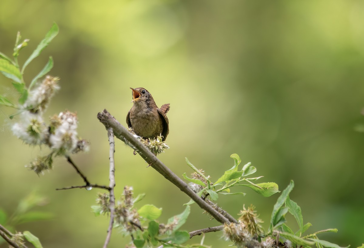 Eurasian Wren - ML620665019