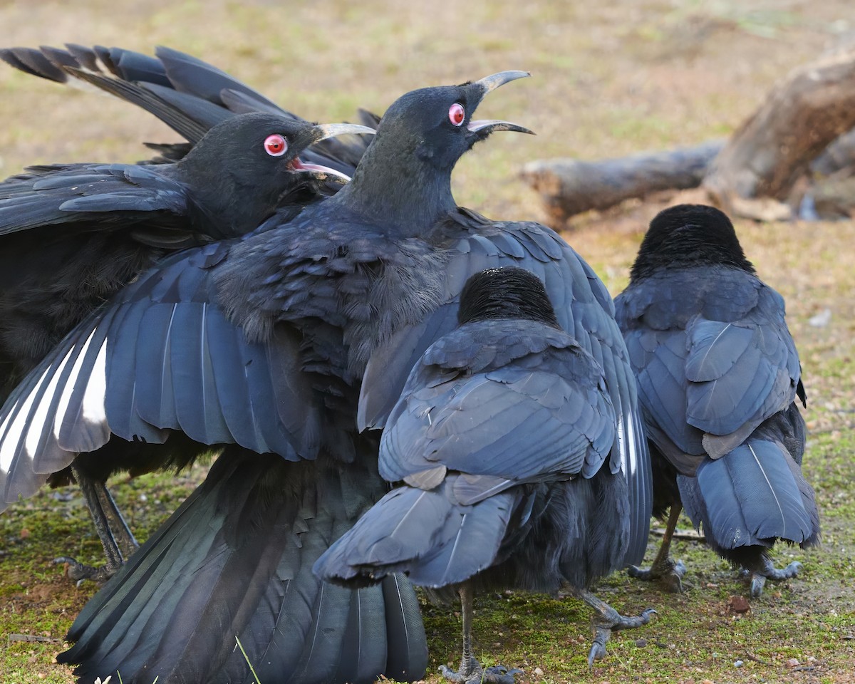 White-winged Chough - ML620665020