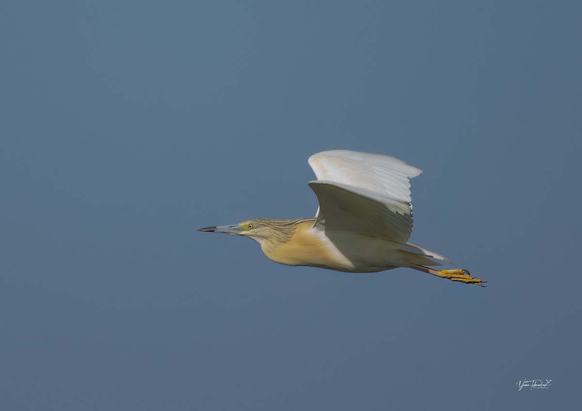 Squacco Heron - ML620665022