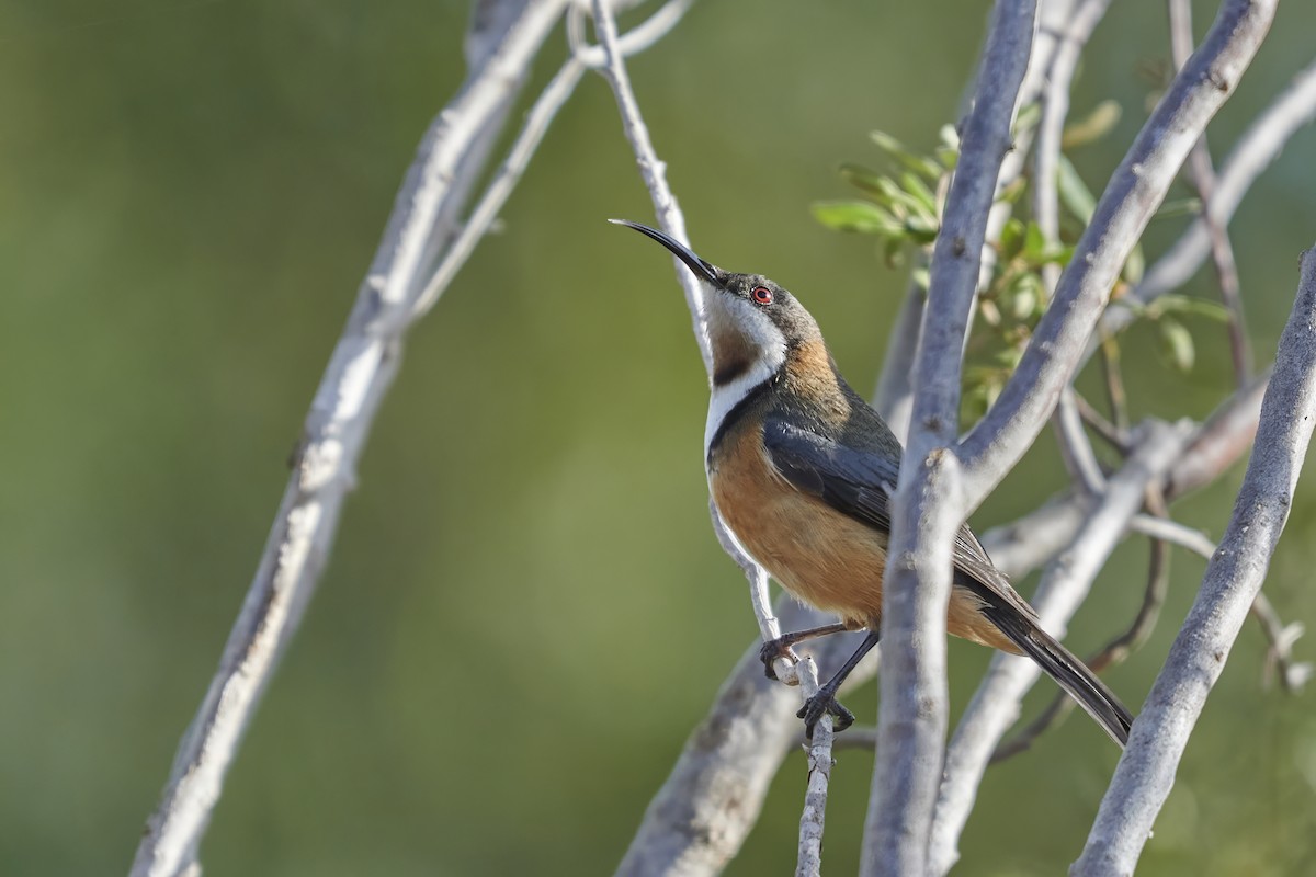 Eastern Spinebill - Bill O’Brien