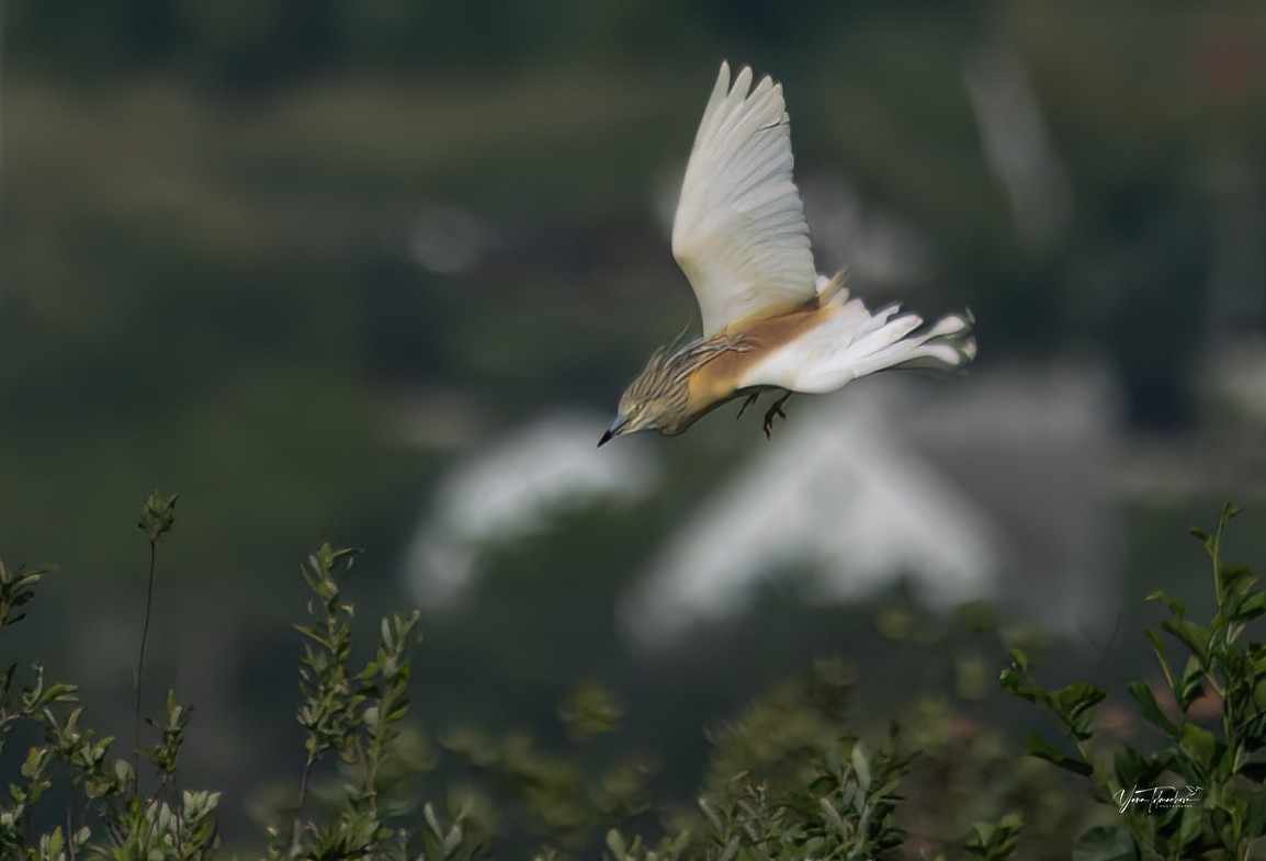 Squacco Heron - ML620665024