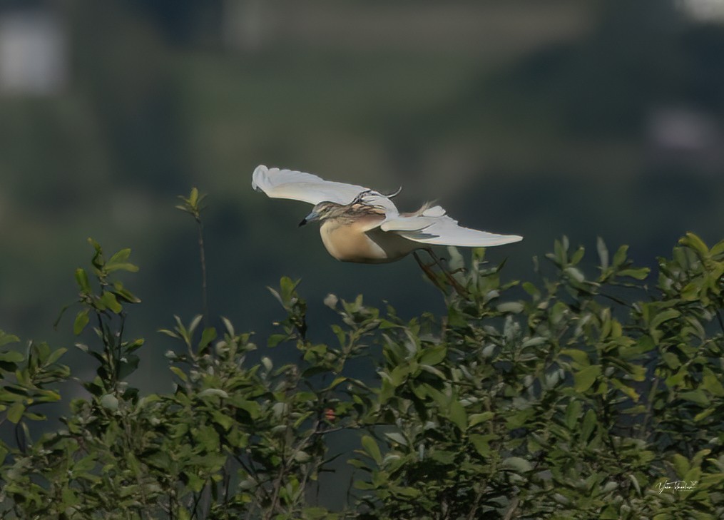 Squacco Heron - ML620665025