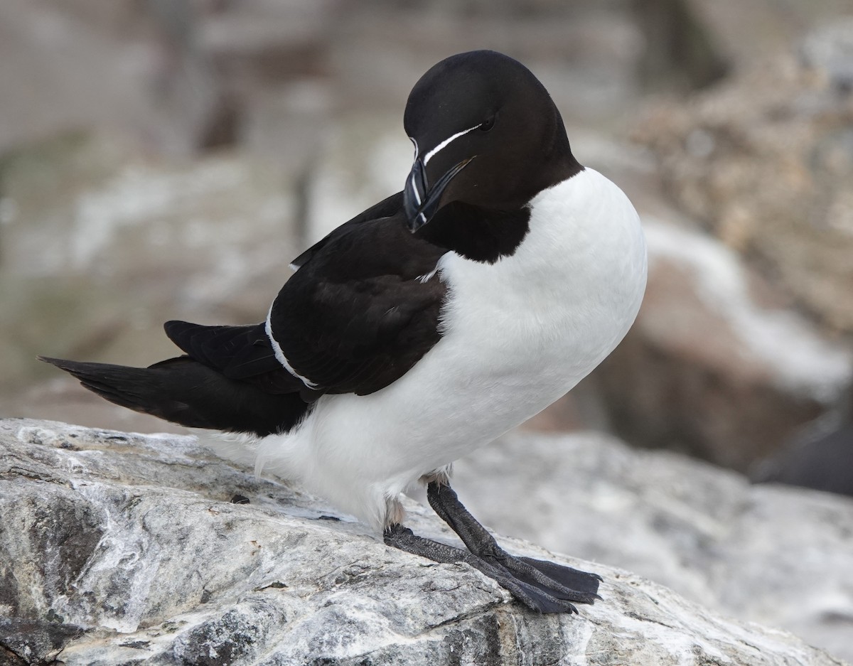 Razorbill - Martin Pitt