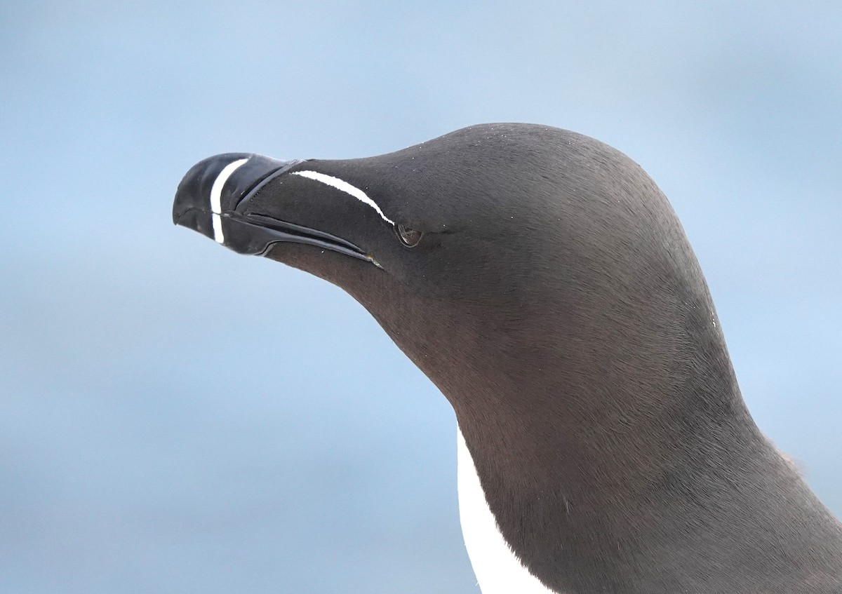 Razorbill - ML620665036