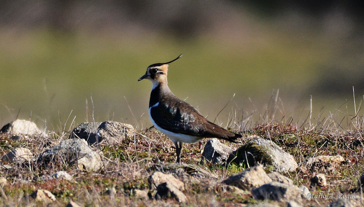 Northern Lapwing - ML620665039