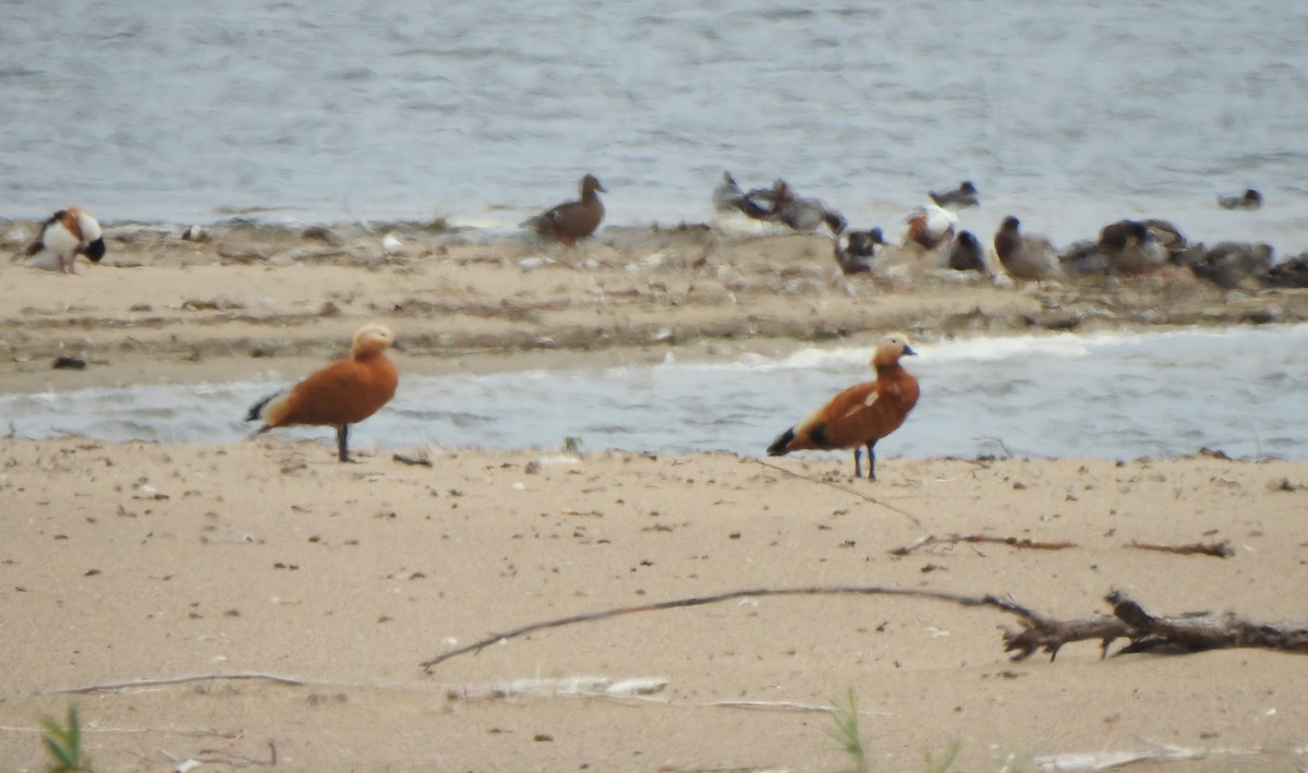 Ruddy Shelduck - ML620665042