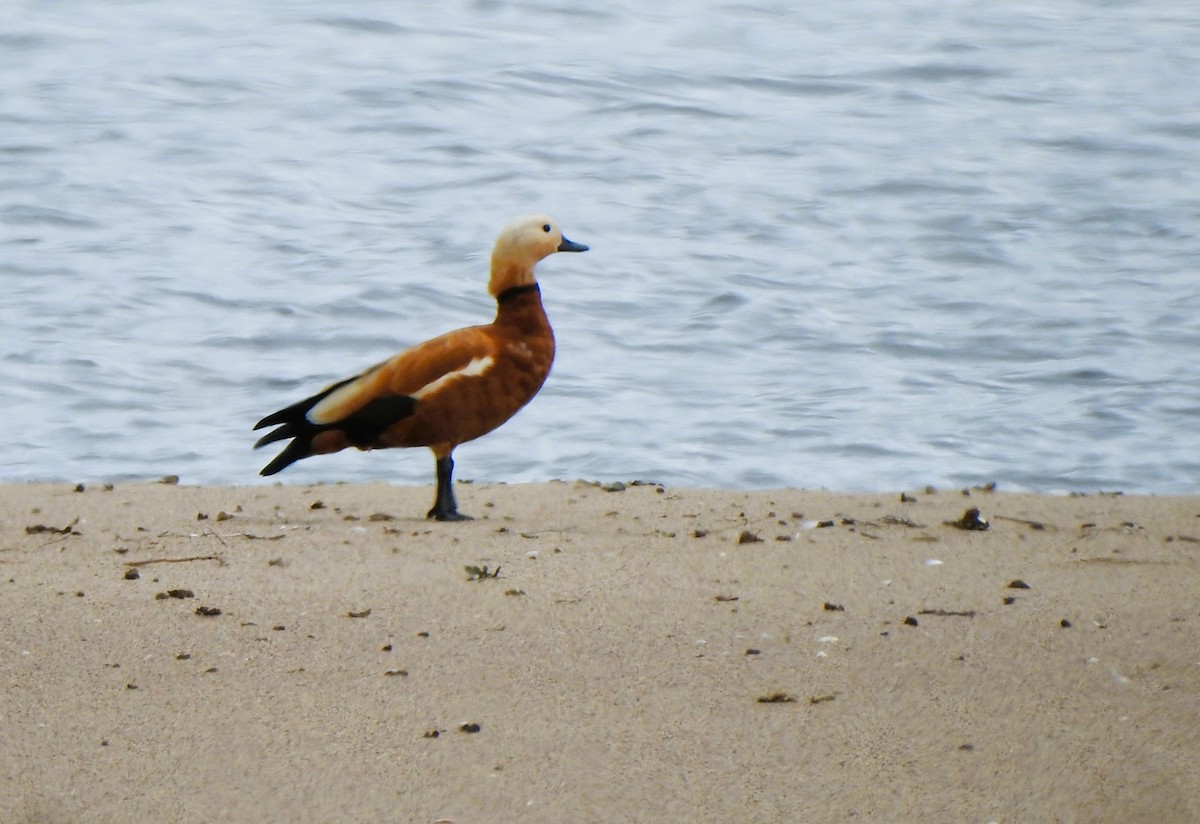 Ruddy Shelduck - ML620665043