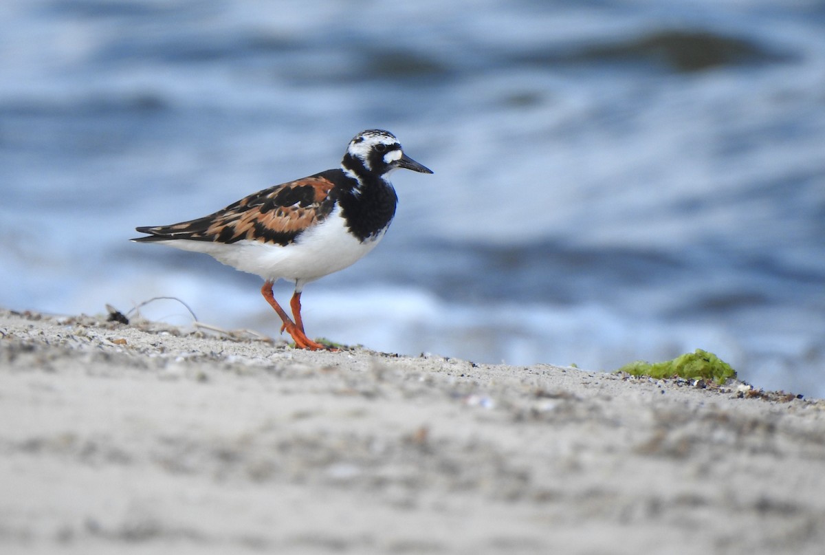 Ruddy Turnstone - ML620665048