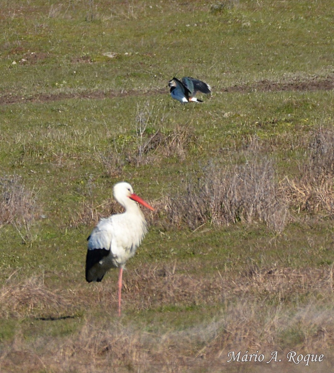 White Stork - ML620665049