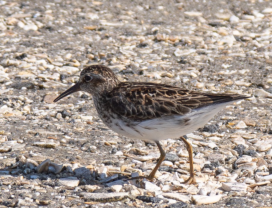 Least Sandpiper - ML620665052