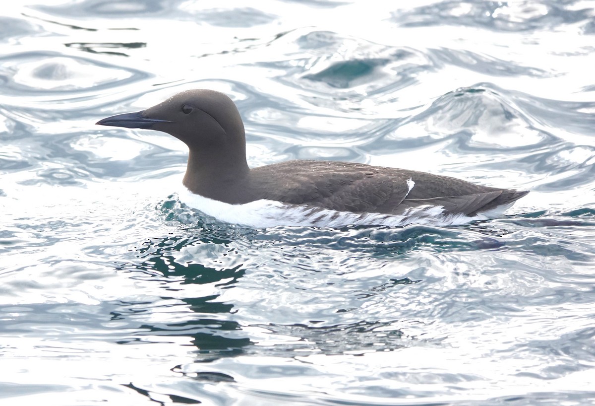 Common Murre - ML620665058