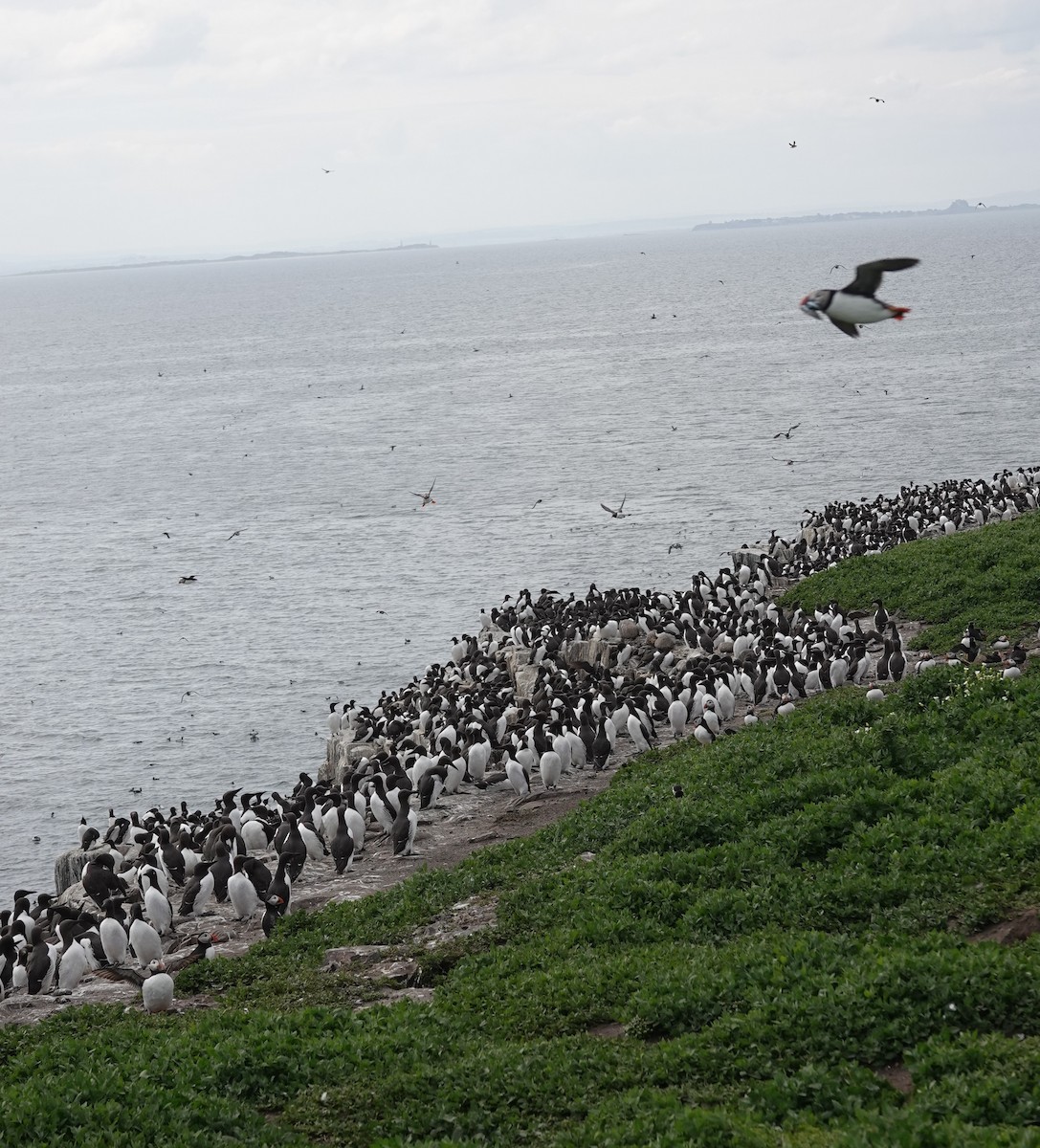 Common Murre - ML620665059