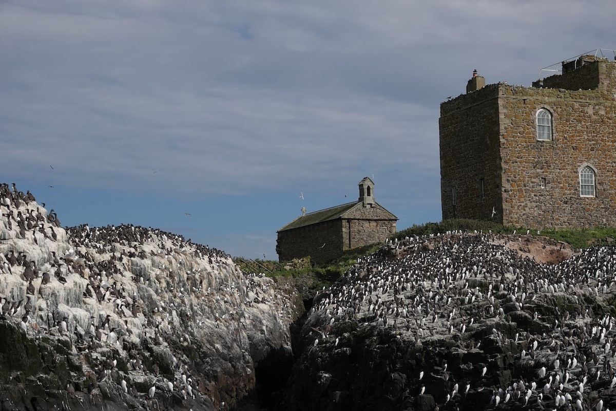 Common Murre - Martin Pitt