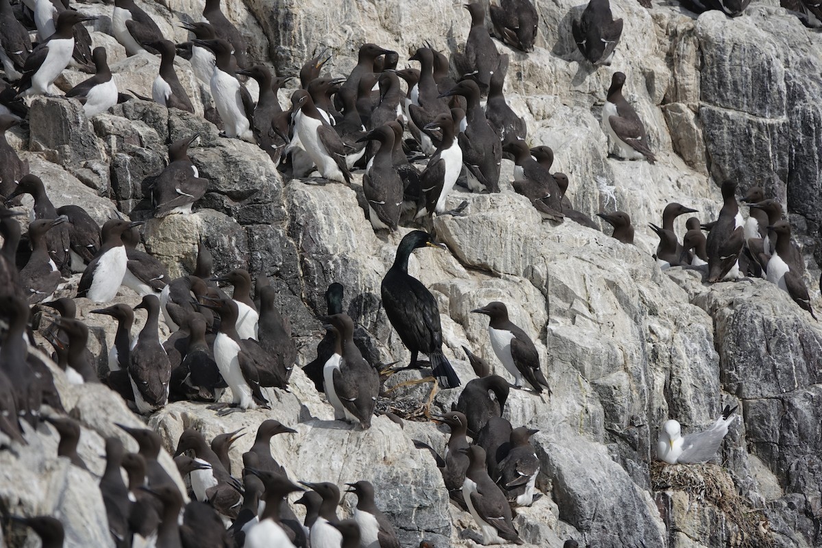 Common Murre - ML620665067