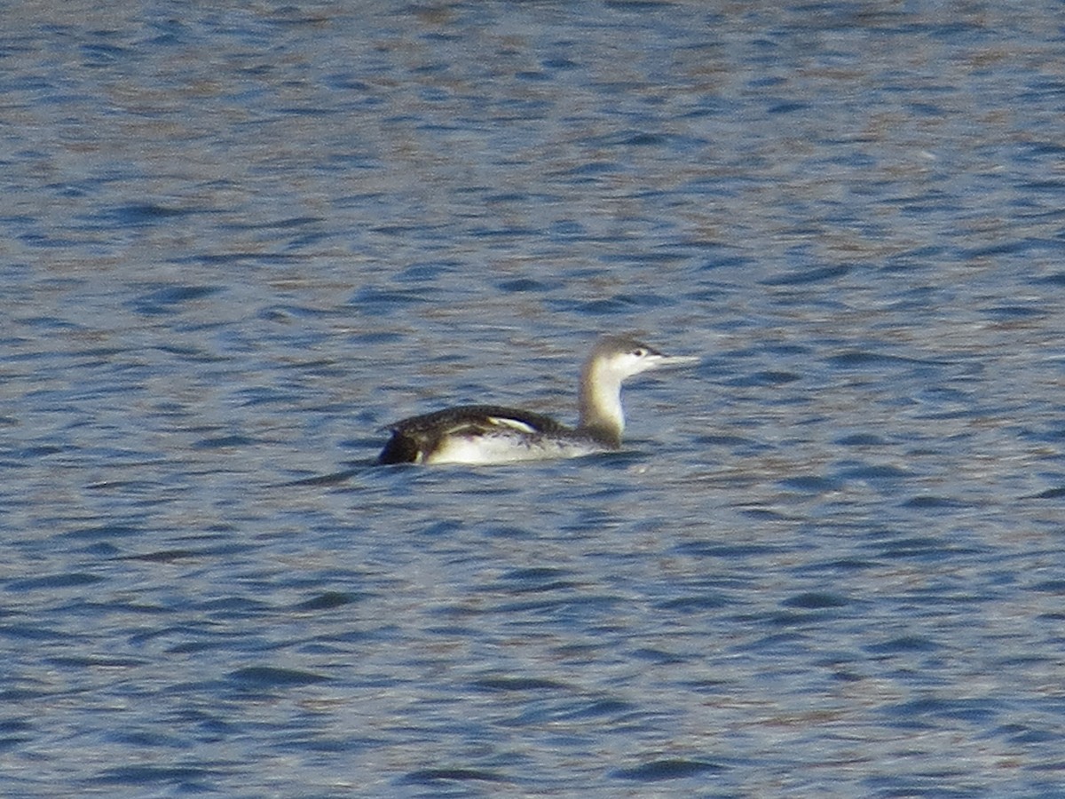 Red-throated Loon - ML620665068