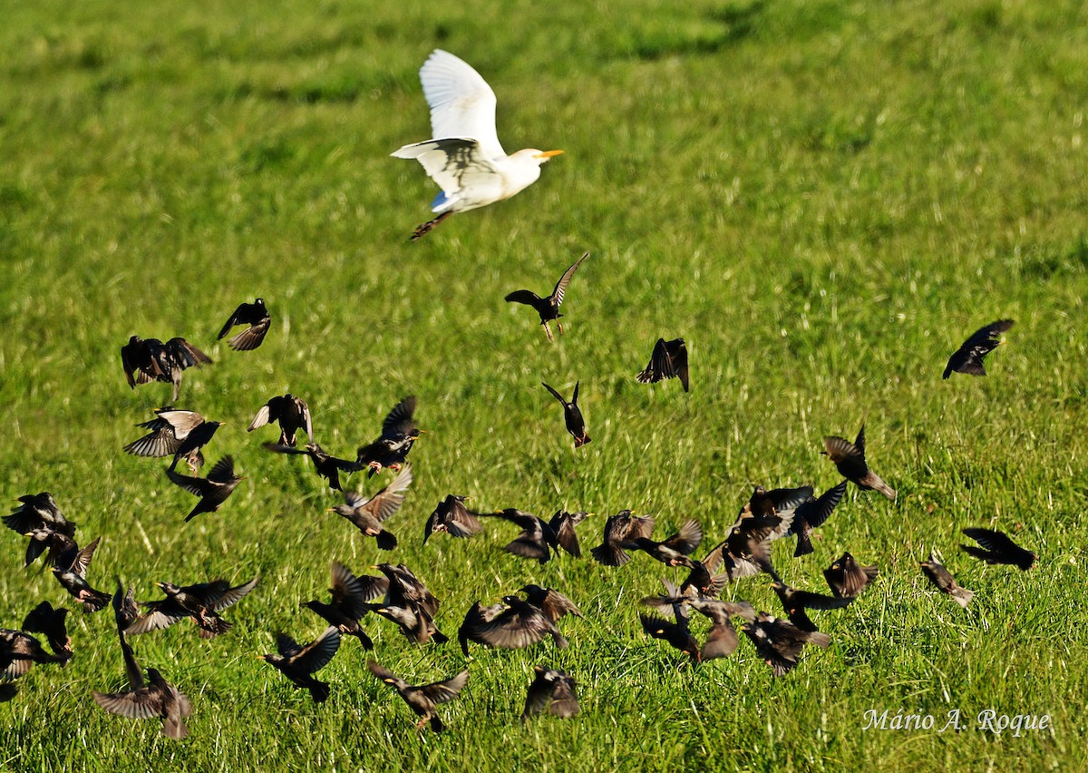 Western Cattle Egret - ML620665071