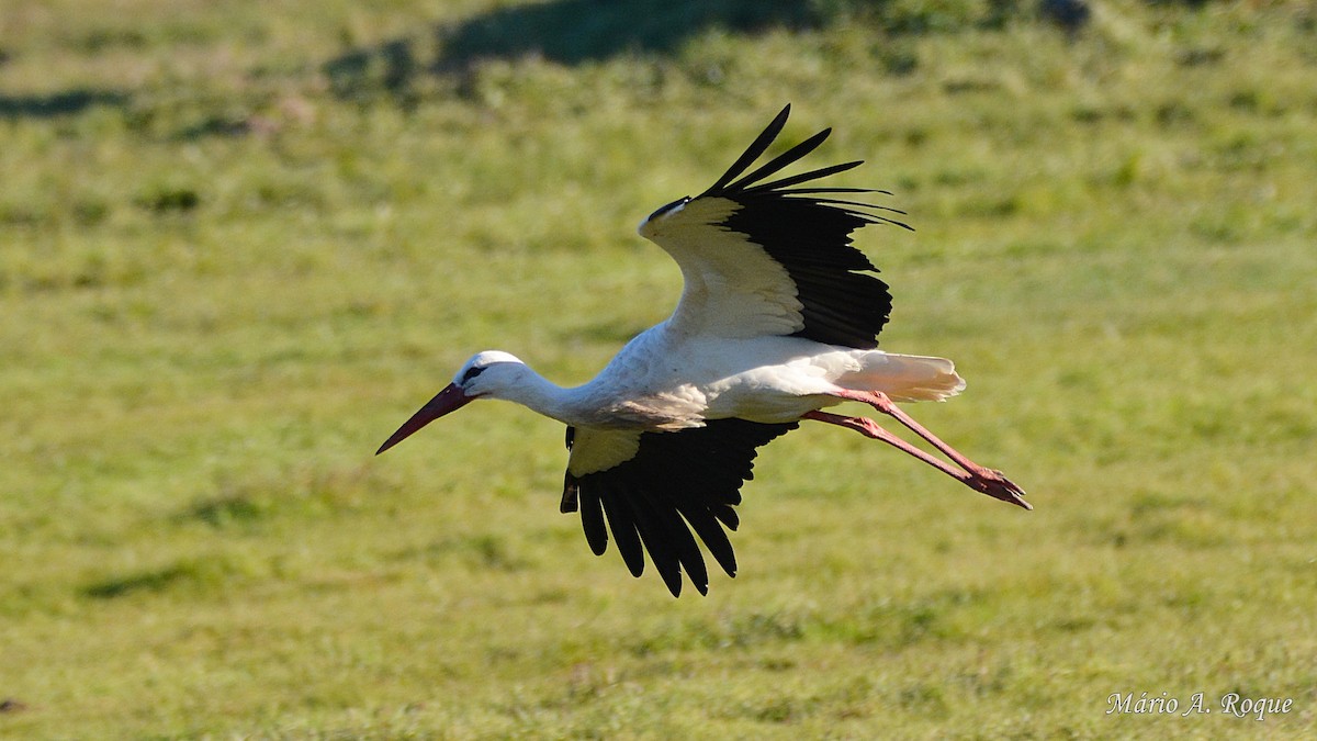 White Stork - ML620665072