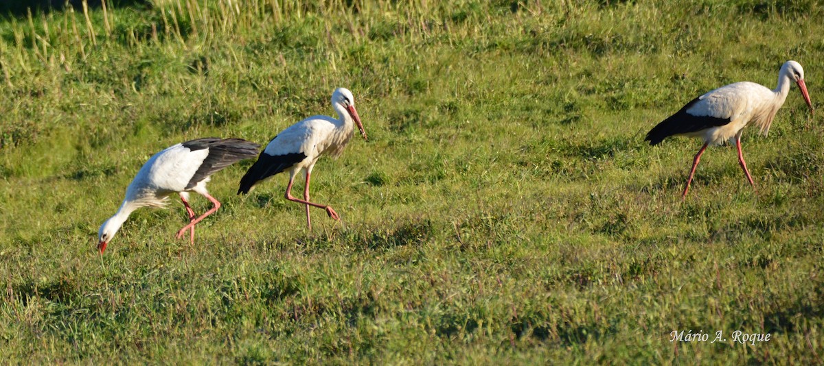White Stork - Mário Roque