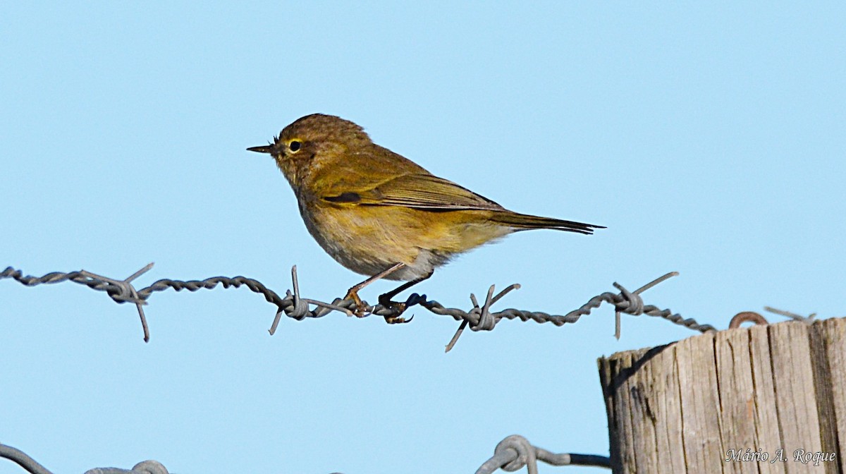 Common Chiffchaff - ML620665079