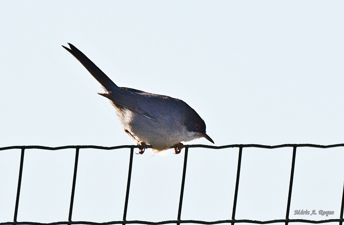 Eurasian Blackcap - ML620665080