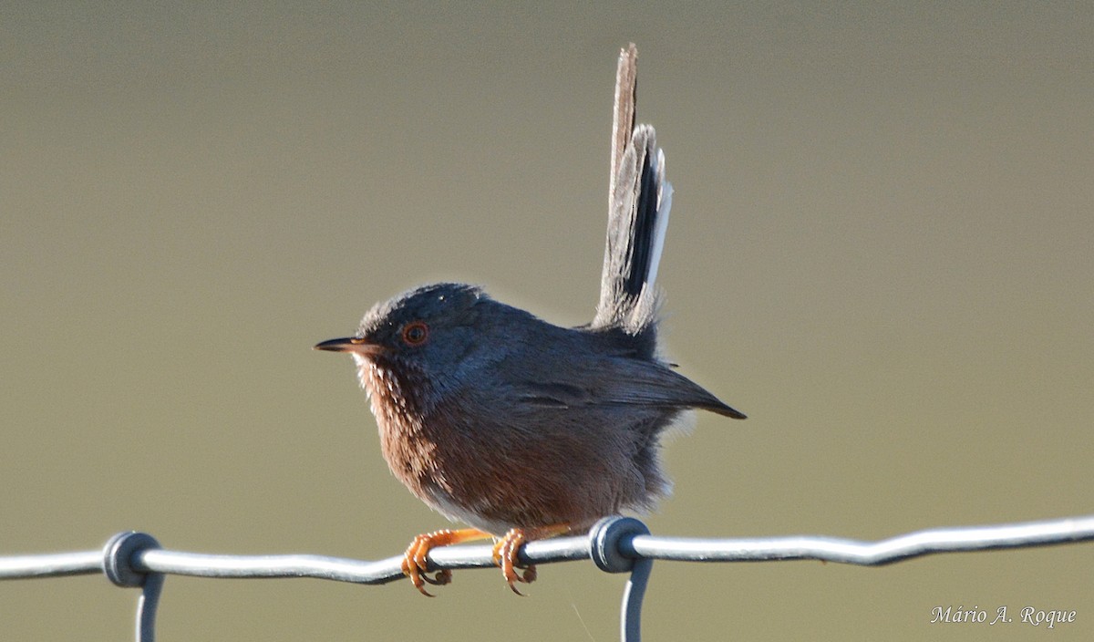 Dartford Warbler - ML620665081