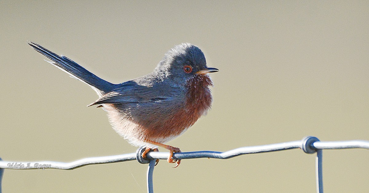 Dartford Warbler - ML620665082