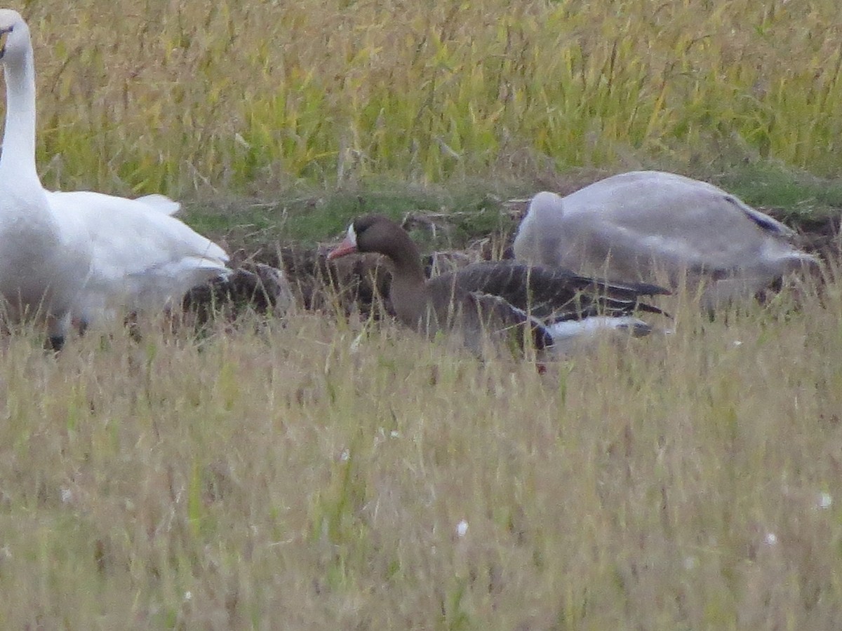 Greater White-fronted Goose - HITOSHI IIZUMI