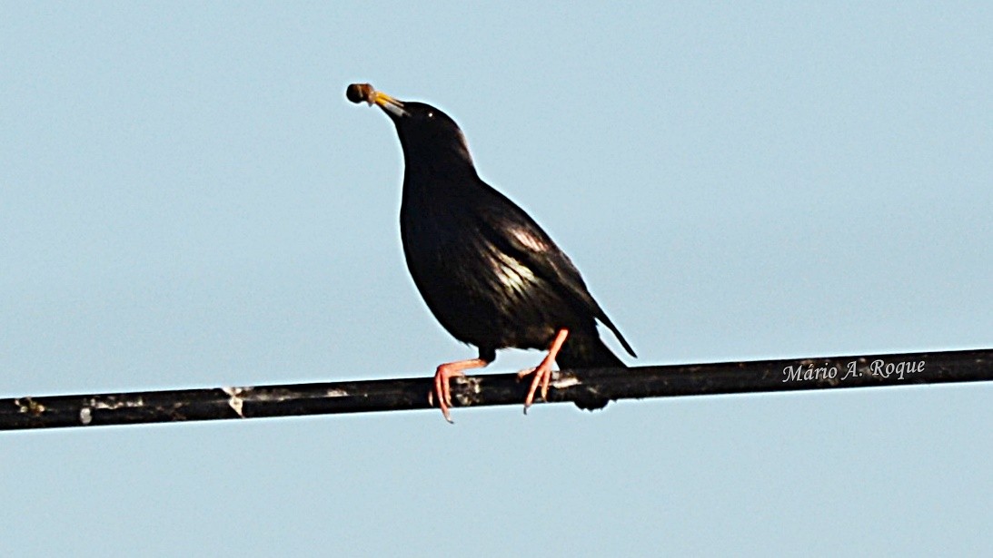 זרזיר שחור - ML620665084