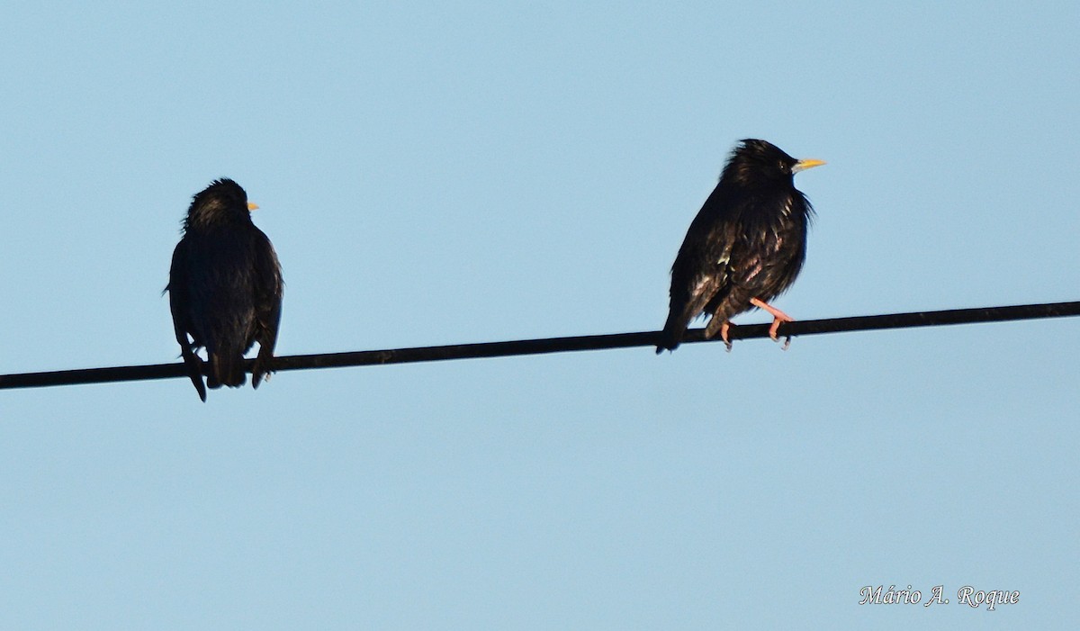 Spotless Starling - ML620665085