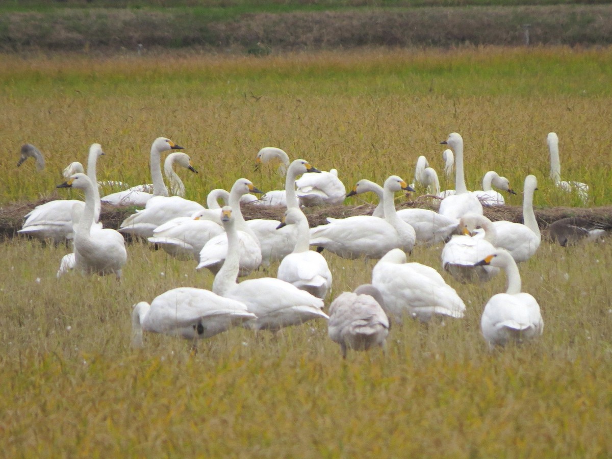 Tundra Swan - ML620665086