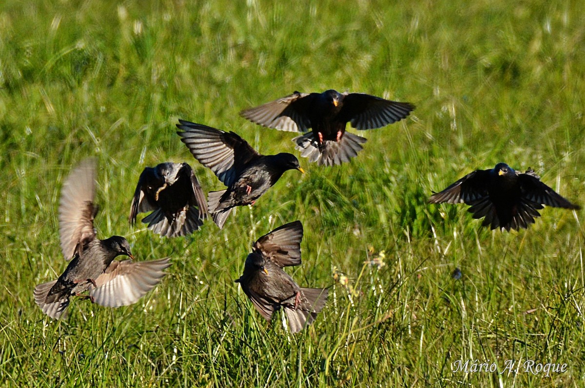 Spotless Starling - ML620665087