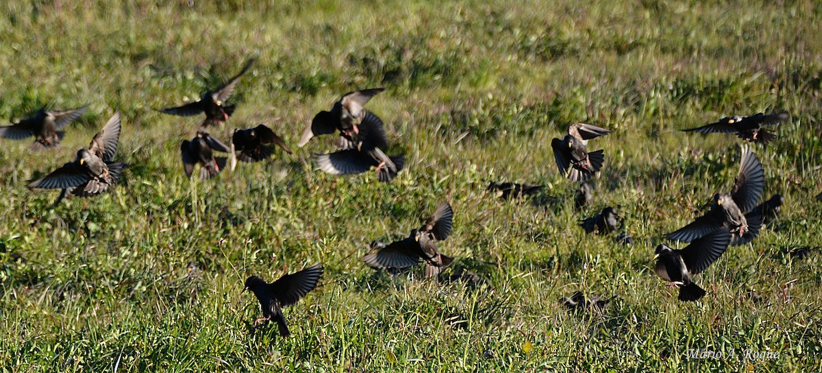 Spotless Starling - Mário Roque