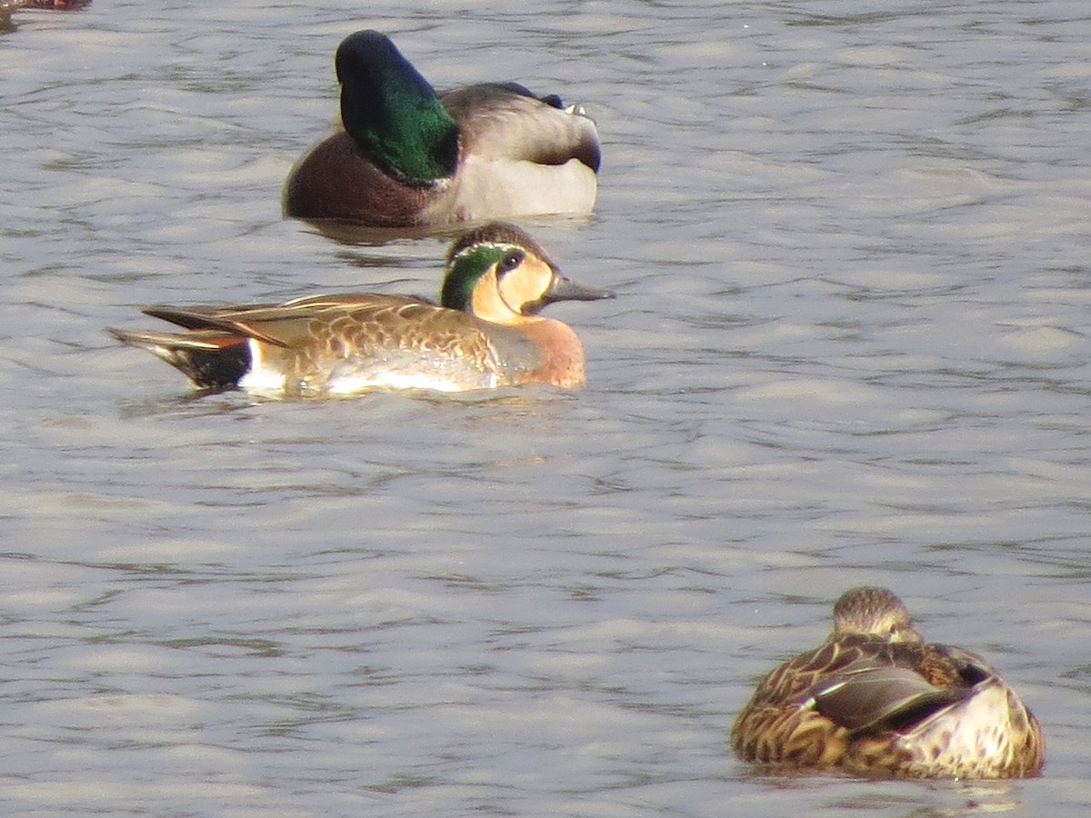 Baikal Teal - ML620665091