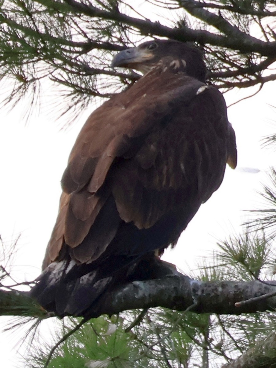 Weißkopf-Seeadler - ML620665099